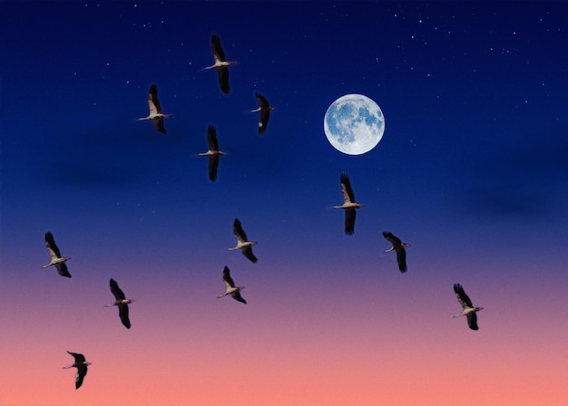 A flock of birds flying in the sky with the moon in the background.