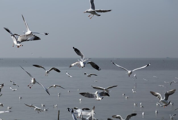 Photo flock of birds flying in the sky