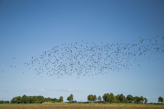 Photo flock of birds flying in the sky