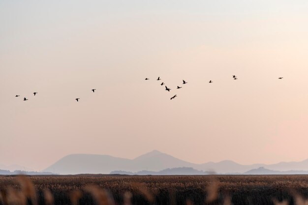 空を飛ぶ鳥の群れ