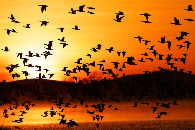 Photo flock of birds flying in the sky