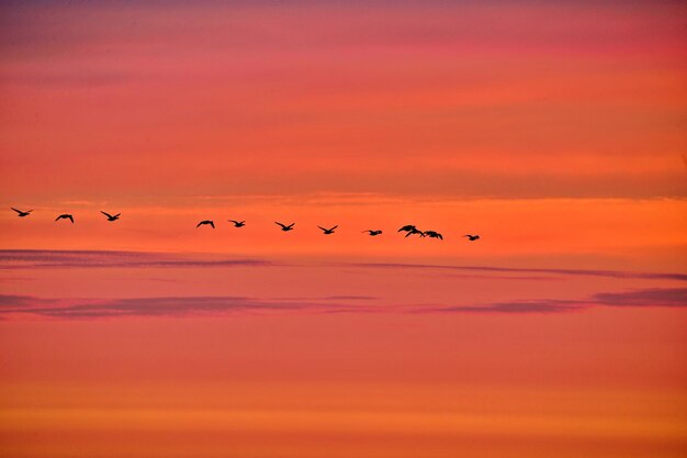 Flock of birds flying in the sky