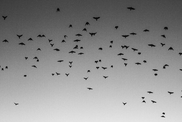 Flock of birds flying in sky