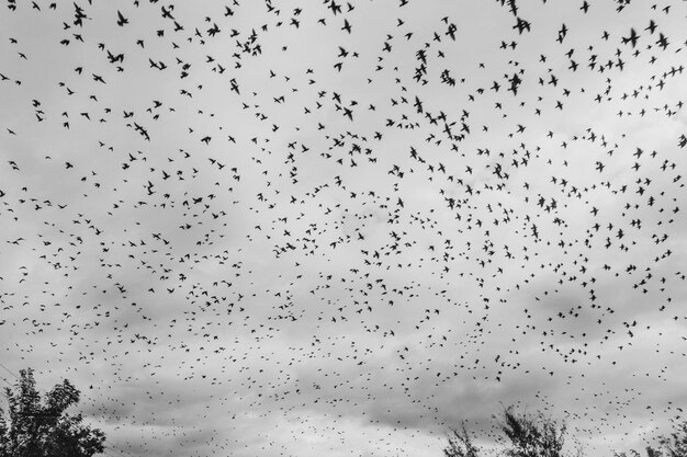 Foto un branco di uccelli che volano nel cielo