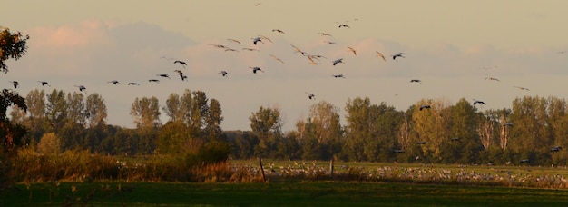 Photo flock of birds flying in the sky