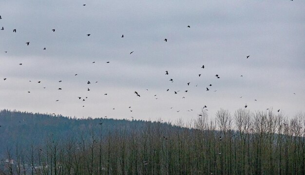 空を飛ぶ鳥の群れ