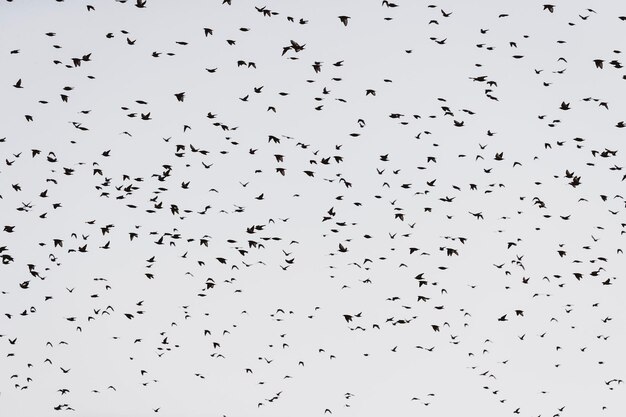 Foto un branco di uccelli che volano nel cielo