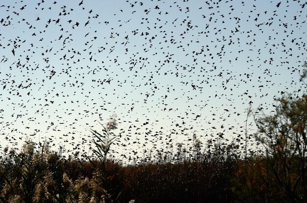 Photo flock of birds flying in sky