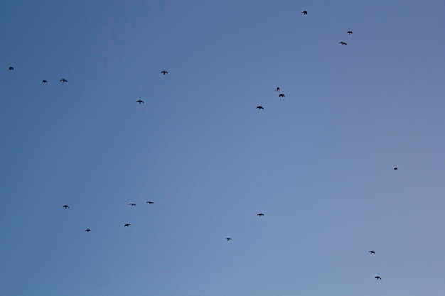 空を飛んでいる鳥の群れ