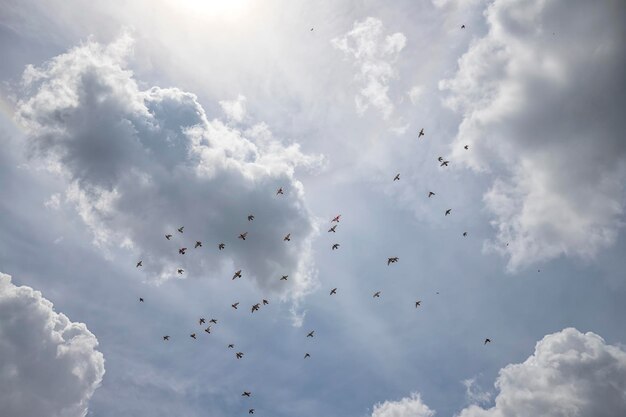 A flock of birds flying south against a cloudy sky