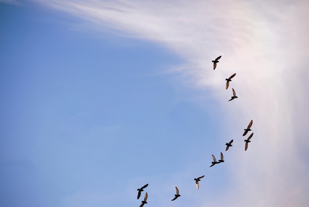 Flock of birds flying in V formation.