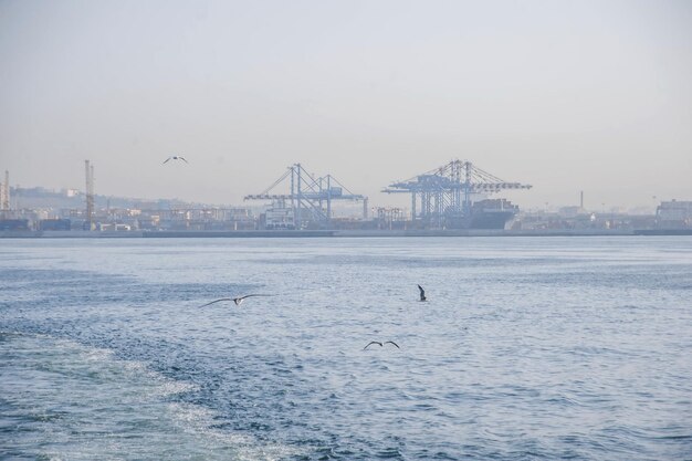 Photo a flock of birds flying over the water with a ship in the background