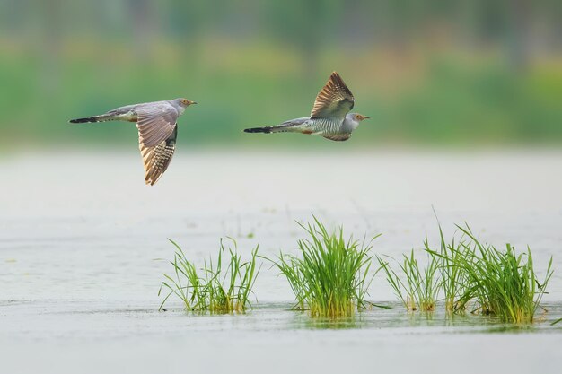 Photo flock of birds flying over water