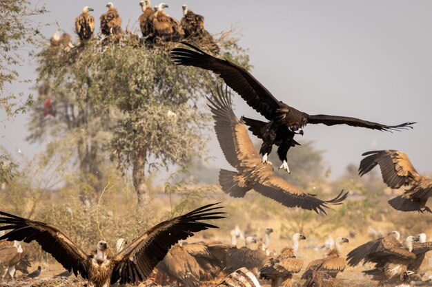 Foto un branco di uccelli che volano