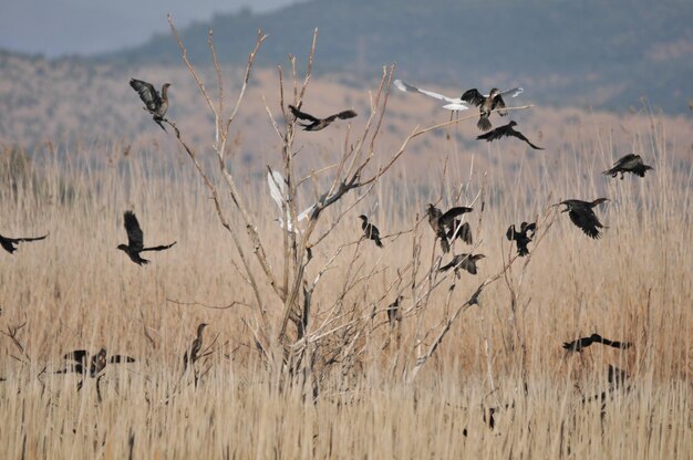 飛ぶ鳥の群れ