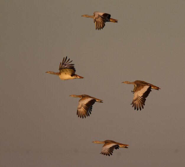 Photo flock of birds flying