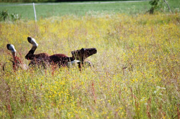 Photo flock of birds on grass