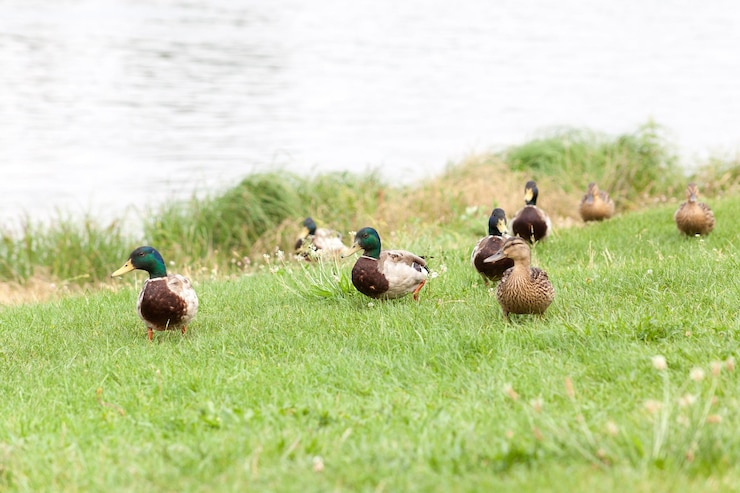 Photo 草の上にある鳥の群れ