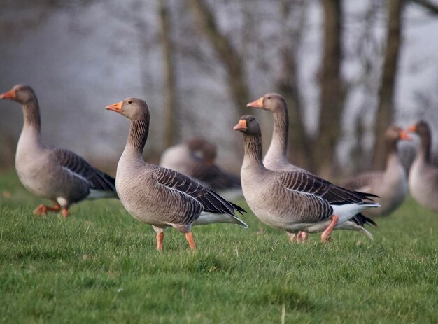 Photo flock of birds on grass