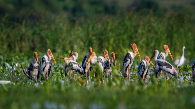 Photo flock of birds on grass