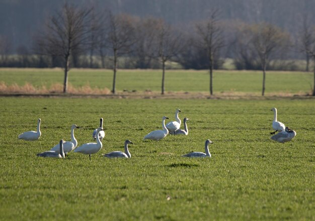 Photo flock of birds on grassy field