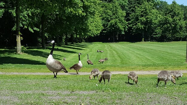 Flock of birds on grassy field