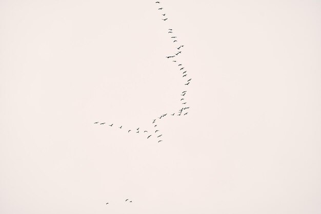 Flock of birds isolated in the sky