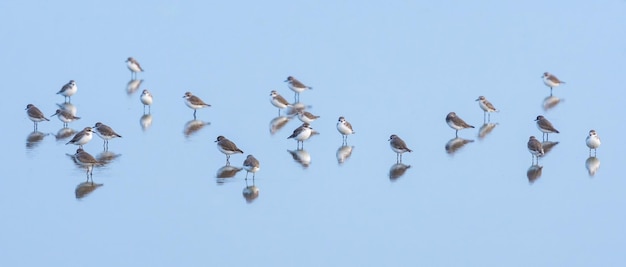 Flock of birds in lake against clear sky