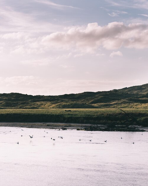 Photo flock of birds in lake against sky