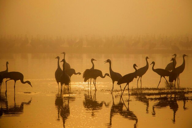 Photo flock of birds in lake during sunset