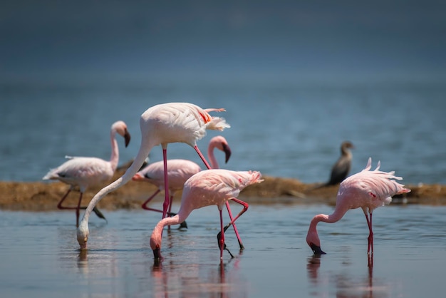 湖の鳥の群れ