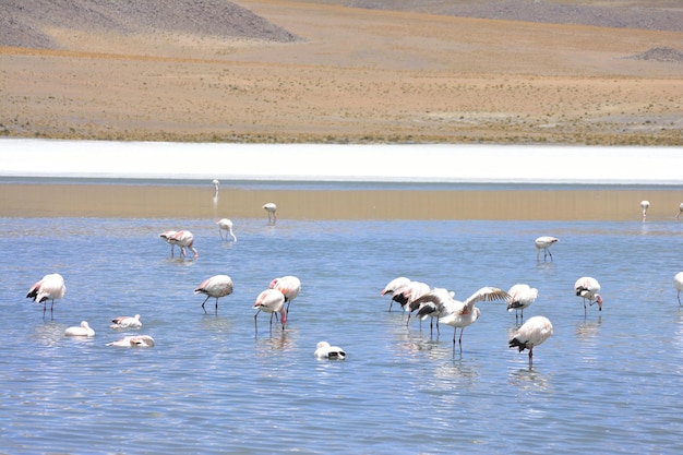 Flock of birds in the lake