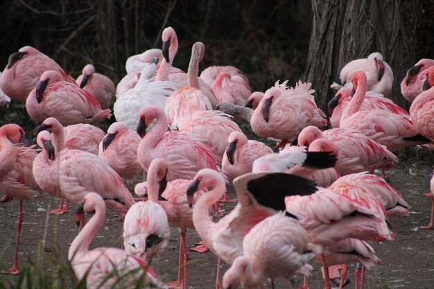 Photo flock of birds in lake