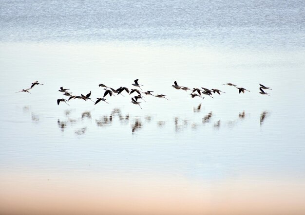 Foto un branco di uccelli nel lago