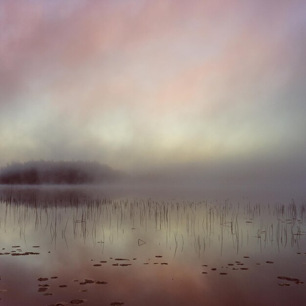 Foto un branco di uccelli nel lago