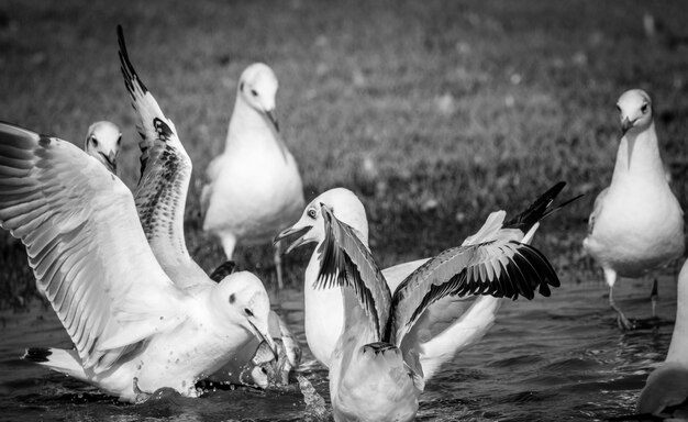 Foto un branco di uccelli nel lago