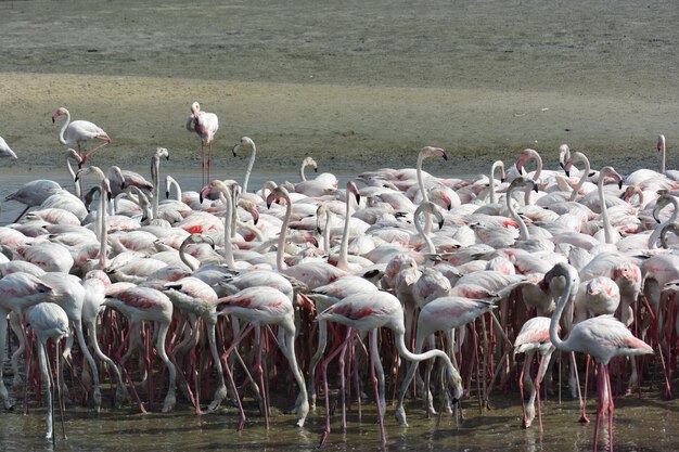 Foto un branco di uccelli nel lago