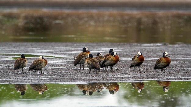 Photo flock of birds at lakeshore