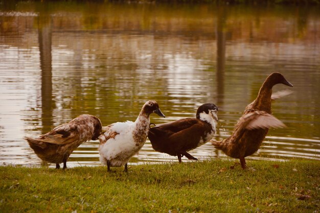 Photo flock of birds on lakeshore