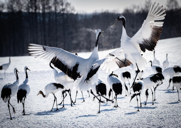 Photo flock of birds on land