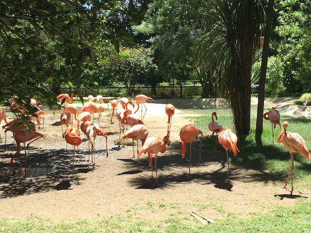 Photo flock of birds on a land