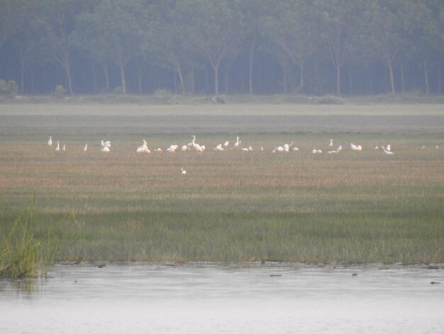 Photo flock of birds on a land