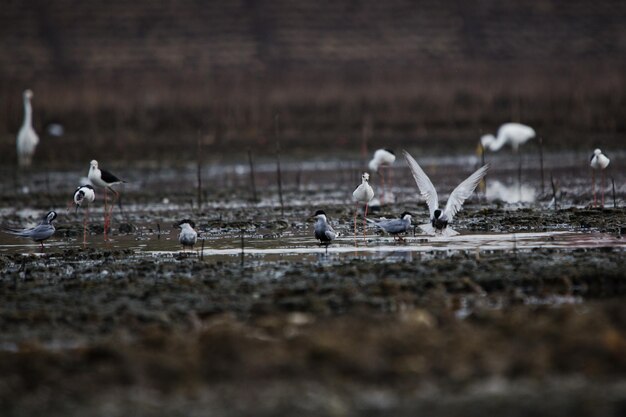 Foto gruppo di uccelli a terra