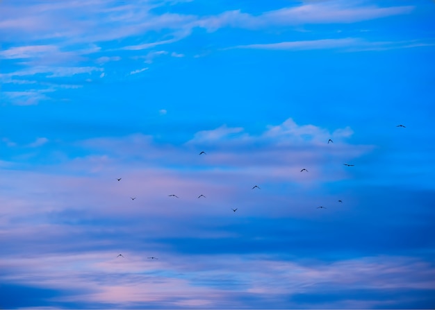 Photo flock of birds migrating during dramatic sunset background