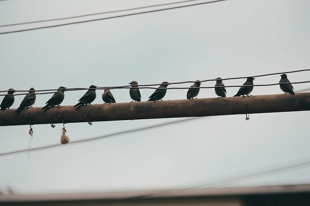 ワイヤーにとまる鳥の群れ