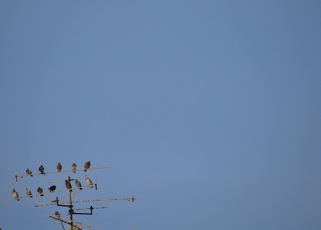 Стадо птиц, сидящих на антенне на фоне ясного голубого неба