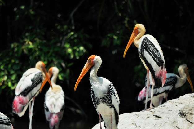 Flock of birds perching on rock