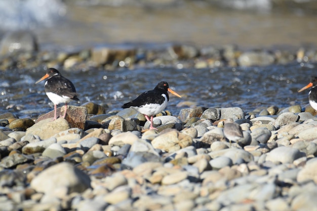 Photo flock of birds perching on rock