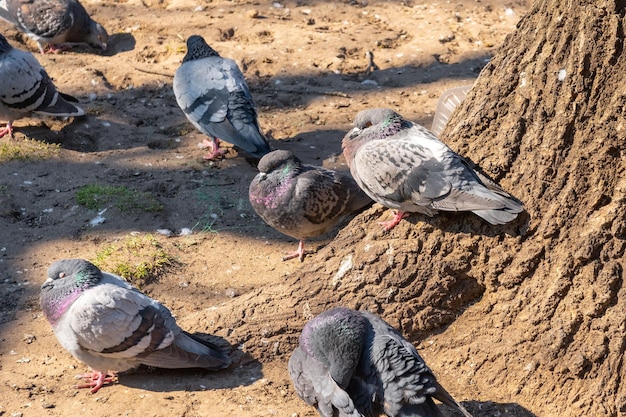 A flock of birds of pigeons pecking bread in a public park