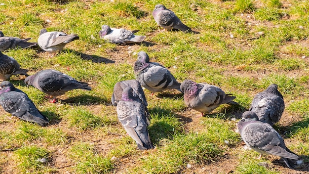 Uno stormo di piccioni che beccano il pane in un parco pubblico